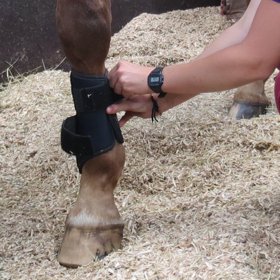 Brushing Boot Pattern How To Fit Brushing Boots – Equine Knowledge