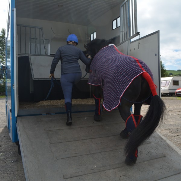 Loading the Horse into a Horsebox – Equine Knowledge